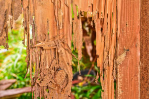 Close up part of a wood decay from termites eat